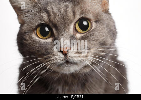 Closeup gatto grigio con grandi occhi rotondi Foto Stock