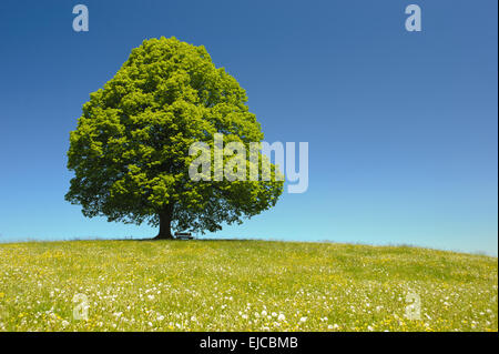 Unico grande vecchio tiglio a molla Foto Stock