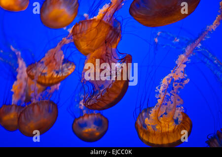 Meduse in acqua blu Foto Stock