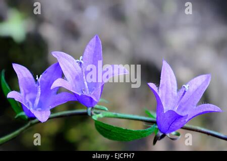 Tre fiori aperti bluebells Foto Stock