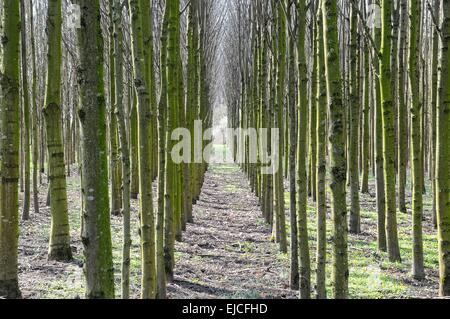 In serie con alberi giovani Foto Stock