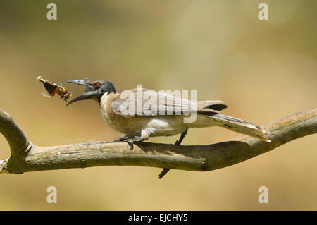 Noisy Friarbird (Filemone corniculatus) con preda di insetti, Nuovo Galles del Sud, Australia Foto Stock