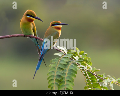 Coppia di blu-tailed i gruccioni, Yala Foto Stock
