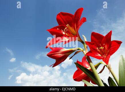 Big Red Amaryllis Lily fiori contro Sky Foto Stock