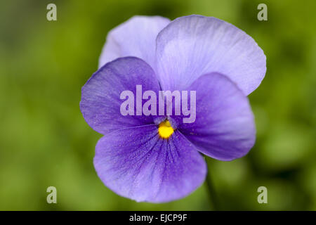 Avvisatore acustico violette (Viola cornuta) Foto Stock