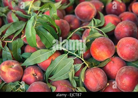 Appena raccolto le pesche Foto Stock