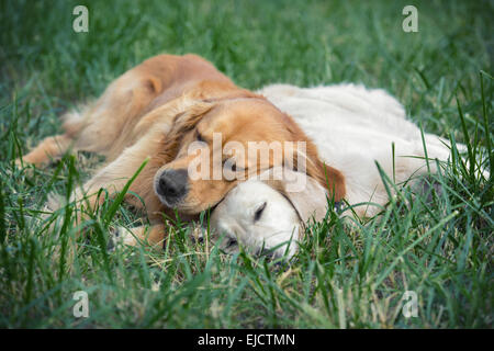 Vista dei due cani giacente - Golden Retriever Foto Stock