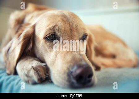 Cane sdraiato sul letto - golden retriever Foto Stock