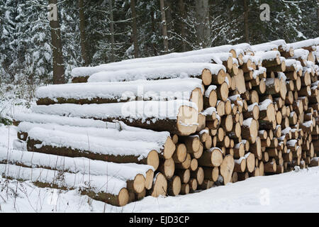 Taglio fresco di abeti coperti di neve Foto Stock