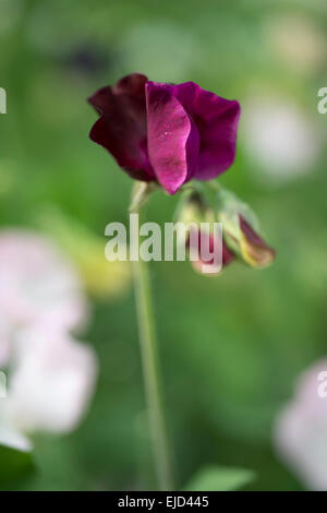 Pisello dolce (Lathyrus odoratus) Dynasty Foto Stock