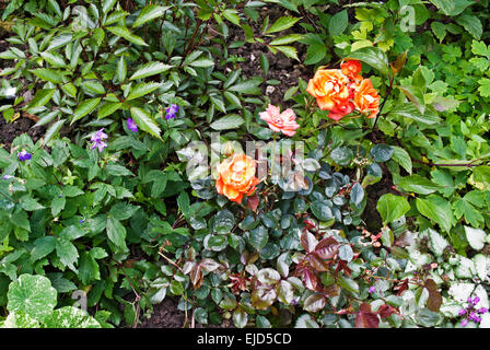 Arancione e rosa rose fioritura sullo sfondo del fogliame variegato in un misto di piante erbacee e arbusti di frontiera, giardino inglese estate Foto Stock