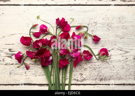 Pisello dolce (Lathyrus odoratus) Dynasty Foto Stock