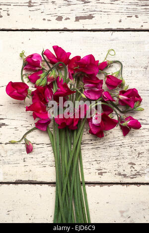 Pisello dolce (Lathyrus odoratus) Dynasty Foto Stock