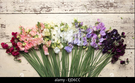 Piselli dolci Lathyrus odoratus Dynasty sole primaverile Peach sole primaverile Champagne Jilly supremo bianco inverno sole blu Foto Stock