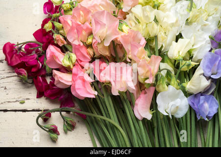 Piselli dolci Lathyrus odoratus Dynasty sole primaverile Peach sole primaverile Champagne Jilly supremo bianco inverno sole blu Foto Stock