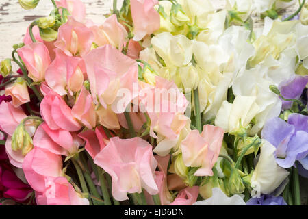 Piselli dolci Lathyrus odoratus sole primaverile Peach sole primaverile Champagne Jilly supremo bianco inverno il sole invernale blu Foto Stock