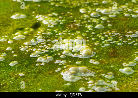 Copertura densa di bright filamentosi alga verde Alghe con masse di intrappolate bolle di gas ossigeno metano marciume vegetazione al di sotto di Foto Stock
