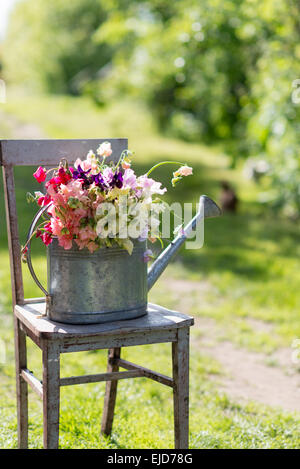 Piselli dolci, Lathyrus odoratus, nel contenitore Foto Stock