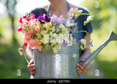 Piselli dolci, Lathyrus odoratus, nel contenitore Foto Stock