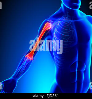 Omero anatomia con sistema circolatorio Foto Stock