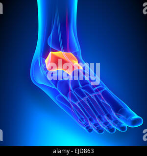 Osso astragalico anatomia con sistema circolatorio Foto Stock