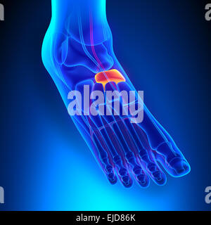 Navicular anatomia ossea con sistema circolatorio Foto Stock