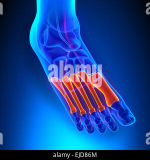 Ossa Metatarsals anatomia con sistema circolatorio Foto Stock