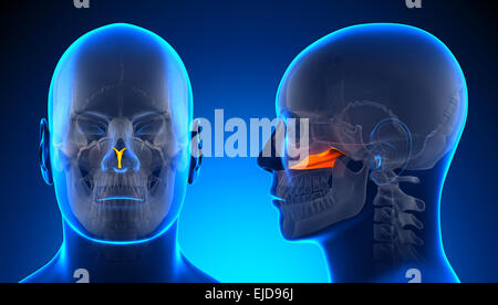 Vomer maschio anatomia del cranio - Concetto di blu Foto Stock