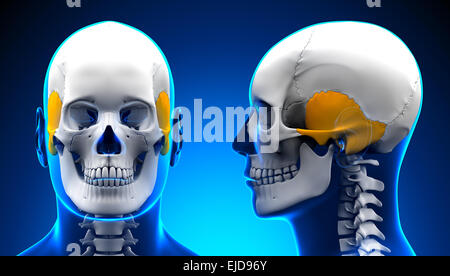 Maschi di osso temporale anatomia del cranio - Concetto di blu Foto Stock