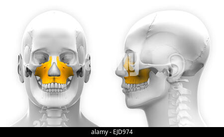 Maschi di osso mascellare anatomia del cranio - isolato su bianco Foto Stock