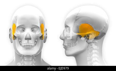 Maschi di osso temporale anatomia del cranio - isolato su bianco Foto Stock