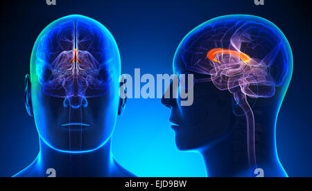 Maschio nel corpo calloso anatomia cerebrale - Concetto di blu Foto Stock