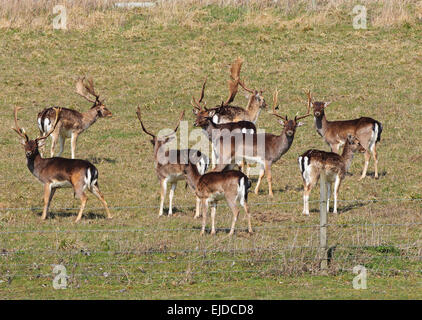 Allevamento di Daini in un parco all'inglese con cervi e non Foto Stock