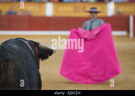 Il toro guarda il torero durante una corrida in Badajoz, Spagna Foto Stock