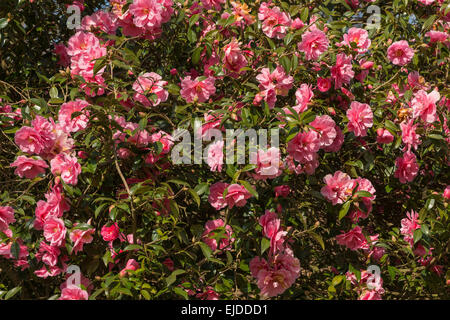 Profonda lussureggianti fiori di colore rosa di camellia ispirazione un arbusto sempreverde Foto Stock