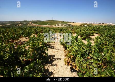 Vista attraverso i vigneti nella campagna spagnola, Montilla, in provincia di Cordoba, Andalusia, Spagna, Europa occidentale. Foto Stock