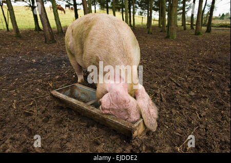 Un grande avanzamento di maiale in corrispondenza di un canale in un campo. Foto Stock