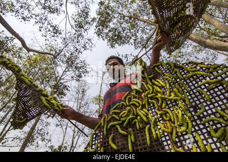 Sivasagar, Assam, India. 24 Mar, 2015. Un agricoltore prepara il suo Muga bachi da seta per essere rilasciato su un albero Som (Machilus Bombycina) nel villaggio Bakata Sivasagar nel distretto di nord-est Assam il 24 marzo 2015. Muga seta è il prodotto del baco da seta Antheraea assamensis endemica di Assam. Le larve di queste falene alimentazione sulla som (Machilus bombycina) foglie. La seta prodotta è noto per la sua lucida texture fine e la durata. Muga Sulkworm l'agricoltura è una delle più redditizie le imprese nell'indiano Assam Stato come il prodotto ha un alto valore di mercato. Muga, l unico giallo oro s Foto Stock