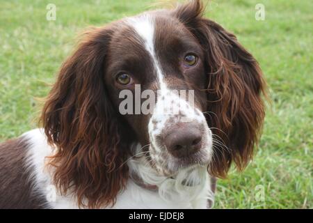 Molto carino il tipo di lavoro english springer spaniel gundog pet Foto Stock