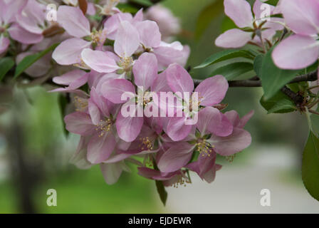 Malus HOPA ,, Crabapple varietà Foto Stock