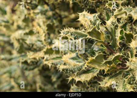 Oltre il fico d'argento variegato holly lasciare mutazione genetica con spine sul bordo e sulla superficie della foglia di una boccola per dissuadere buglers Foto Stock