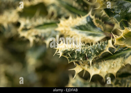 Oltre il fico d'argento variegato holly lasciare mutazione genetica con spine sul bordo e sulla superficie della foglia di una boccola per dissuadere buglers Foto Stock