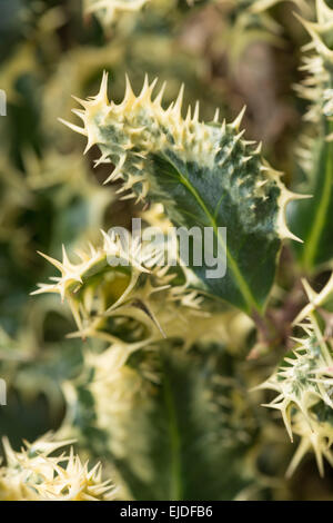 Oltre il fico d'argento variegato holly lasciare mutazione genetica con spine sul bordo e sulla superficie della foglia di una boccola per dissuadere buglers Foto Stock