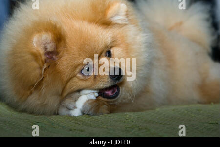 Piccolo pomerania cane giocando e bitting un osso Foto Stock