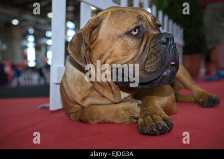 Un grande bellissimo Bullmastiff cane ritratto disteso sul tappeto rosso Foto Stock