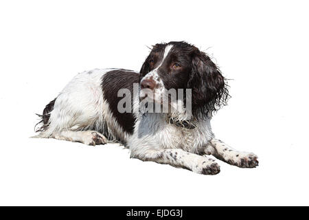 Fegato e bianco tipo di lavoro english springer spaniel giacente su di una spiaggia di sabbia Foto Stock