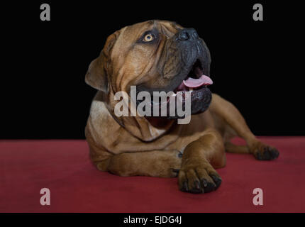 Un grande bellissimo Bullmastiff cane ritratto disteso sul tappeto rosso Foto Stock