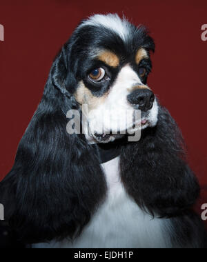 Cavalier King Charles Spaniel ritratto Foto Stock