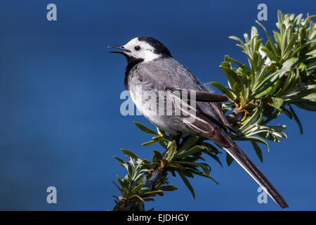 White wagtail (Motacilla alba) Foto Stock