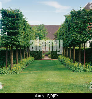 Alberi Pleached sotto-piantate con alchemilla mollis su entrambi i lati del percorso di erba nel paese grande giardino in estate Foto Stock